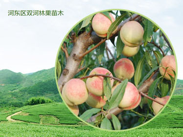 河東區(qū)雙河林果苗木種植專業(yè)合作社